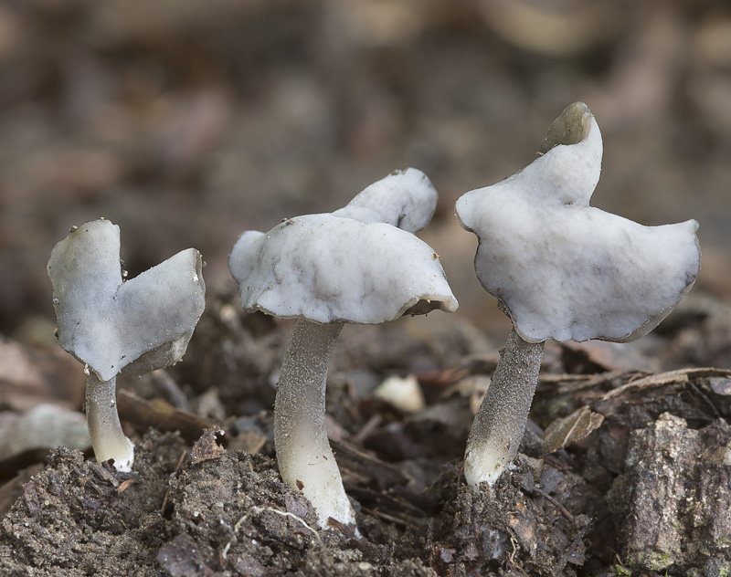 helvella ephippium